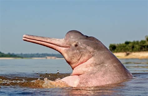 Three Endangered River Dolphins Found Dead During Scientific Expedition In The Amazon Rainforest ...
