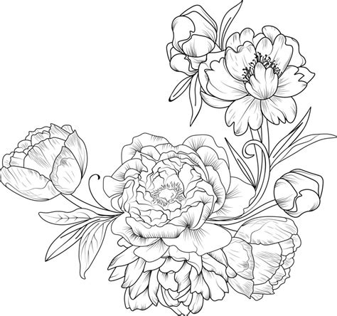 Peony flower drawing, Isolated buttercup flower hand drawn vector ...