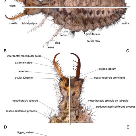 (PDF) The larvae of European Myrmeleontidae (Neuroptera)