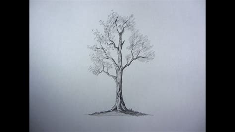 How To Draw Pencil Drawing Tree - YouTube