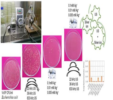 Treatment scheme for Escherichia coli disinfection with (US) and (Ag ...