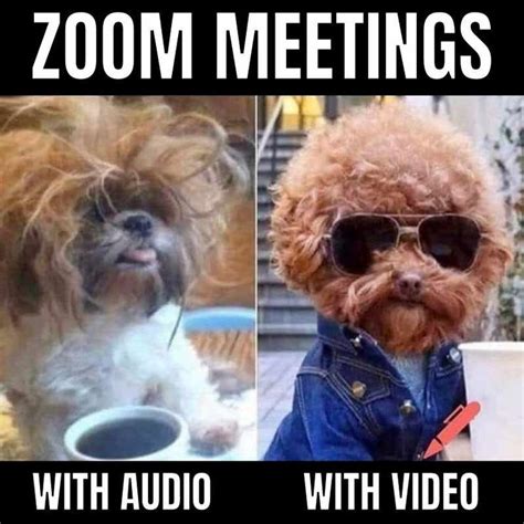 Funny Zoom Memes - Video Call Humor | Meeting memes, Funny dog memes, Work meeting meme