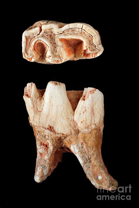 Woolly Rhinoceros Tooth Photograph by Natural History Museum, London/science Photo Library ...