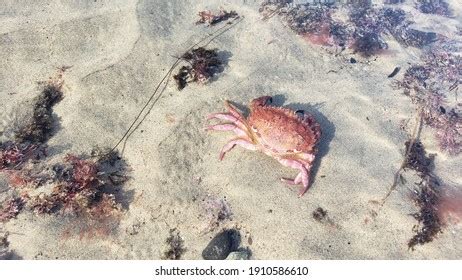 407 Malibu Lagoon State Beach Images, Stock Photos & Vectors | Shutterstock