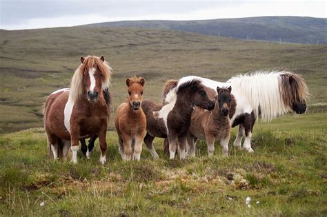 Pony Breeders of Shetland Association | Home