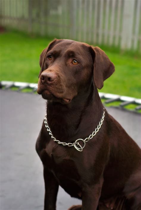 File:Labrador Retriever chocolate Hershey sit.jpg - Wikipedia