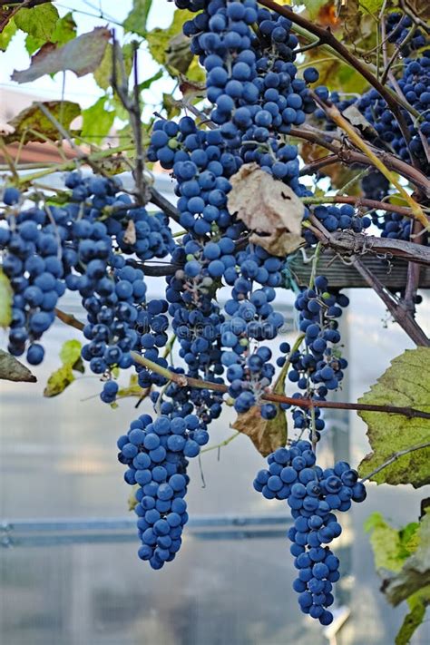 Blue grapes in a vineyard stock photo. Image of vineyard - 130692966