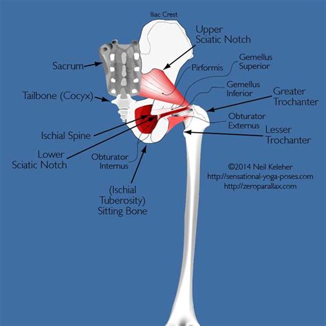 Sitting Bone Pain