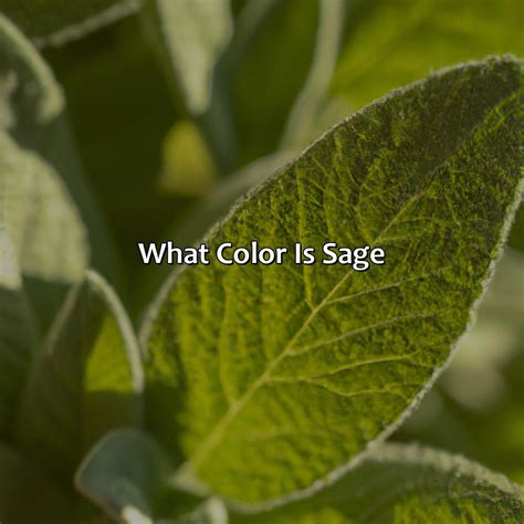 What Color Is Sage - colorscombo.com