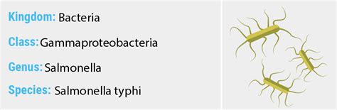 Salmonella typhi - Quip Labs