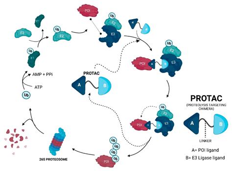 IJMS | Free Full-Text | MDM2-Based Proteolysis-Targeting Chimeras (PROTACs): An Innovative Drug ...