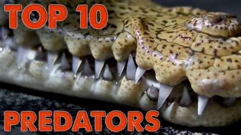 Top 10 Predators of North America! - YouTube