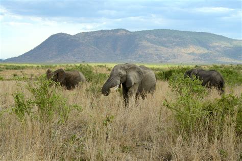 The role of ecosystem engineers in the assembly of ecological networks | Research Communities by ...