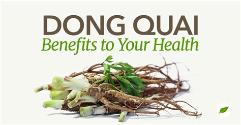 4 Surprising Dong Quai Benefits to Try for Your Health