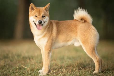 Shiba Inu Price Prediction: Can it Withstand the Fall with Wall Street ...