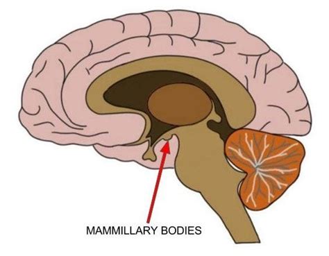 Know Your Brain: Mammillary Bodies