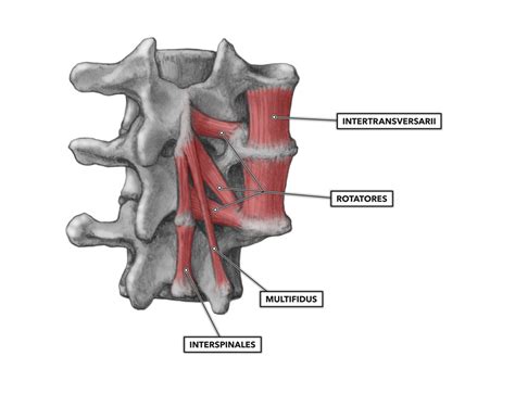 CrossFit | Cervical Muscles, Part 2