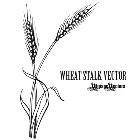 Free Wheat Vector, Download Free Wheat Vector png images, Free ClipArts on Clipart Library