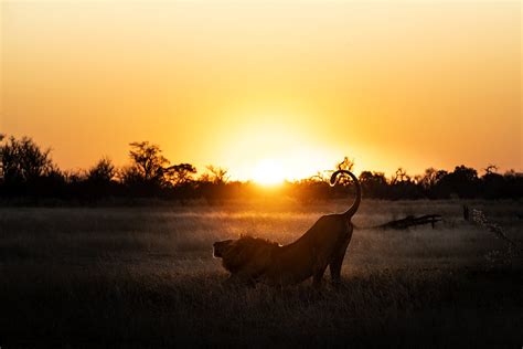 Chris McLennan Photography — Botswana Photo Safari