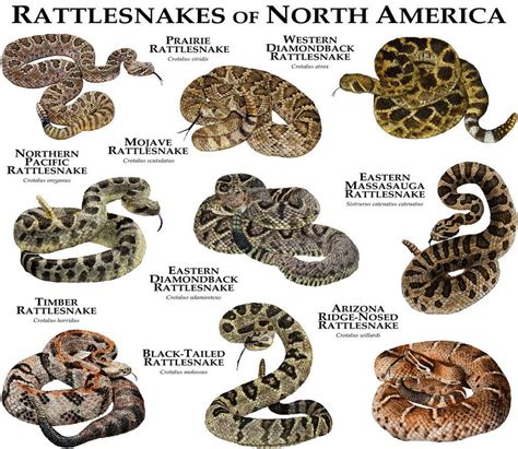 Rattlesnakes of North America | Poisonous snakes, Northern pacific rattlesnake, Freshwater turtles