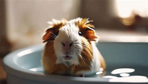 How Do Guinea Pigs Need Baths: A Comprehensive Guide | Small Mates