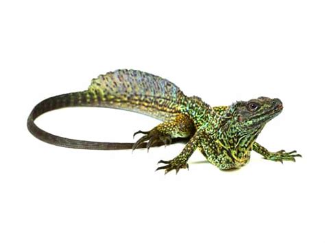 Sailfin Lizard (Hydrosaurus) - ReptileTalk NET