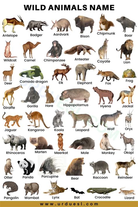 75+ Wild Animals Names In English With Pictures and Download Pdf