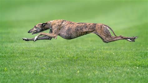 Greyhound Dog Breed History, Characteristics & Basic Facts