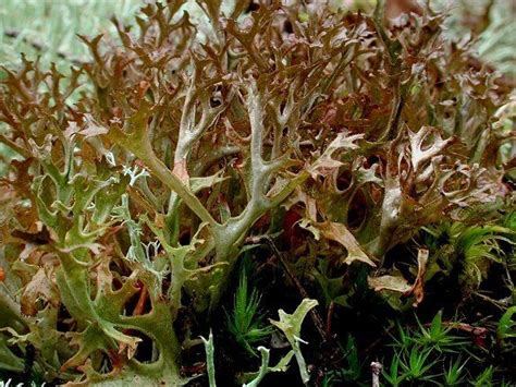 Cetraria islandica (Iceland moss) | Herbs, Plants, Moss