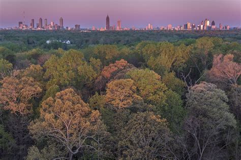 ‘Fernbank Forest’ Showcases Atlanta’s Tree Canopy During A Period Of Restoration – WABE