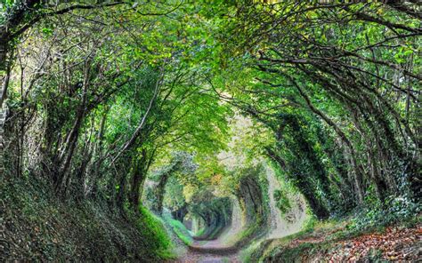 Halnaker Tree Tunnel Walk to a Sussex Windmill - Sussex Walks