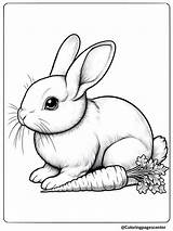 8 Rabbits Coloring Pages  Free Printable PDFs sketch template