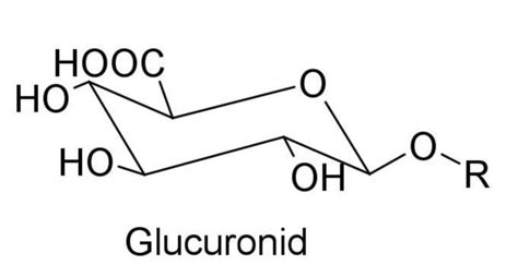 Glucuronid - DocCheck