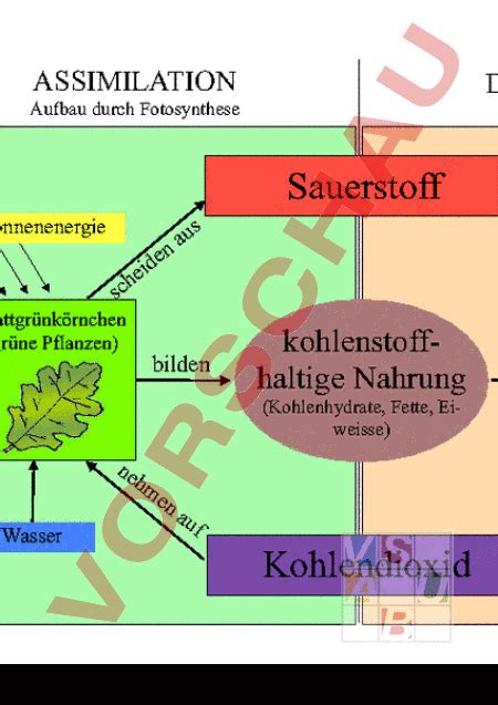 Arbeitsblatt: Assimilation/Dissimilation - Biologie - Zellbiologie / Cytologie