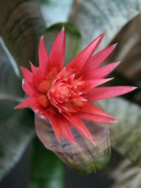 Indoor Plants For The Holidays - Bromeliads And Tillandsias - HubPages