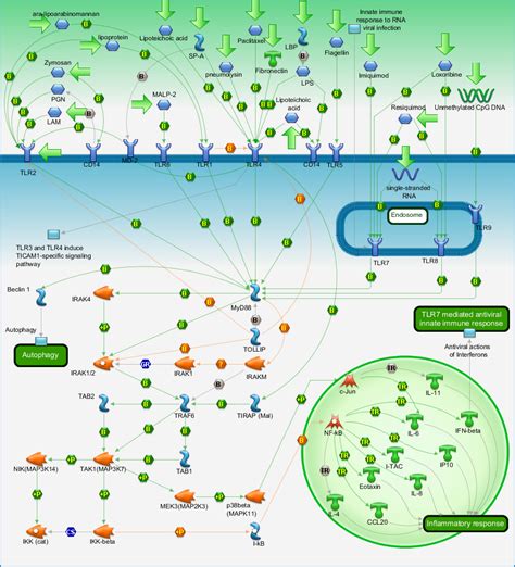 Immune response - TLR signaling pathways Pathway Map - PrimePCR | Life Science | Bio-Rad