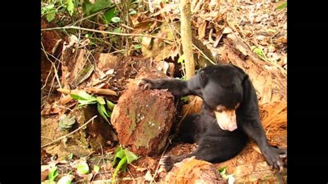 Sun Bear Diet | Suria the Sun Bear Feeding on Termites | BSBCC - YouTube