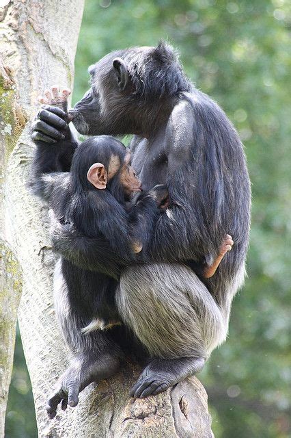 Chimpanzee mother with baby by Derek Keats, via Flickr Primates, Mammals, Chimpanzee, Orangutan ...