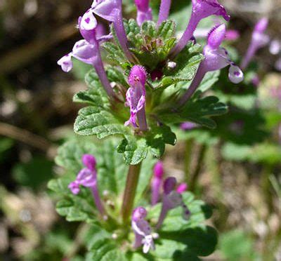 Lamium amplexicaule | Henbit | Medicinal Uses | Charles W. Kane ...