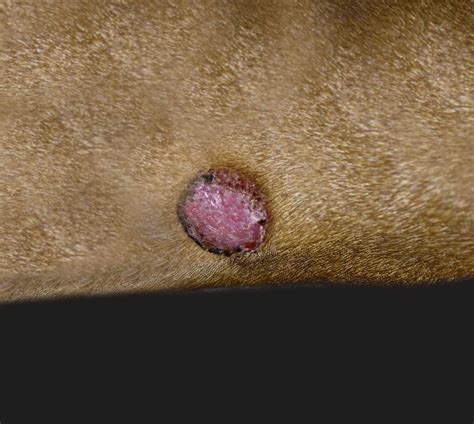 Mast Cell Tumors vs Histiocytomas in Dogs [10 pictures]