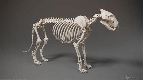 3D Lion Skeleton Sculpture 3D model | CGTrader