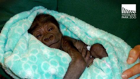 Adorable baby gorilla born at Seattle's Woodland Park Zoo - ABC7 San ...