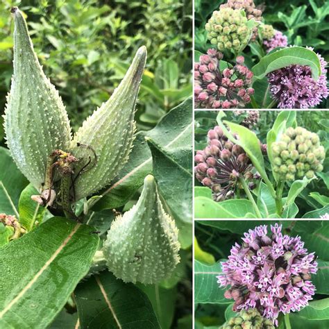 Monarch Butterfly Milkweed Asclepias syriaca fragrant blooms attract pollinators - iGrowHort