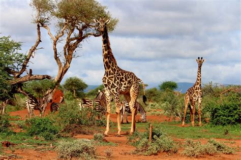 Download Giraffes on Safari Royalty Free Stock Photo and Image