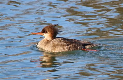 Female Red Breasted Merganser Photograph by Karen Silvestri - Fine Art ...