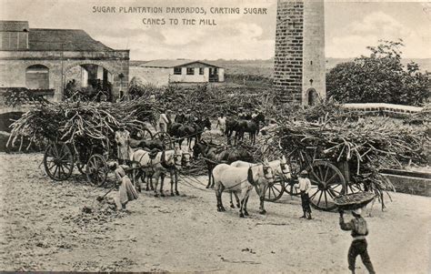 Sugar Plantation Barbados, Carting Sugar Canes To The Mill