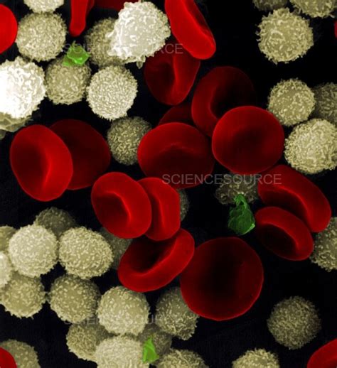 Photograph | Blood cells | Science Source Images