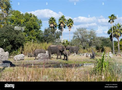 Elephants on the Kilimanjaro Safari, Animal Kingdom, Walt Disney Stock ...