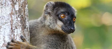 Madagascar Safari | Apex Expeditions