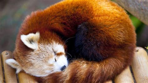 Cute Baby Red Pandas Wallpapers - Top Free Cute Baby Red Pandas ...